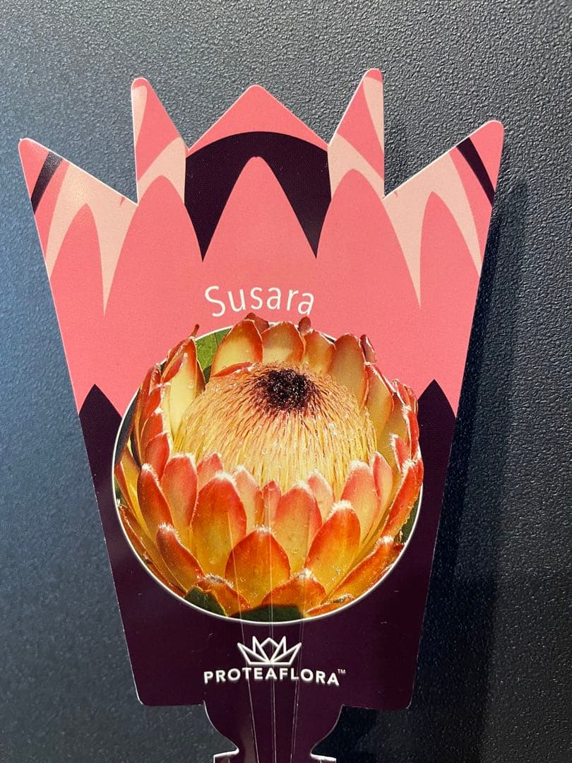 プロテア スサラ 8号 大苗 鉢植え 苗 オージー ネイティブ プランツ