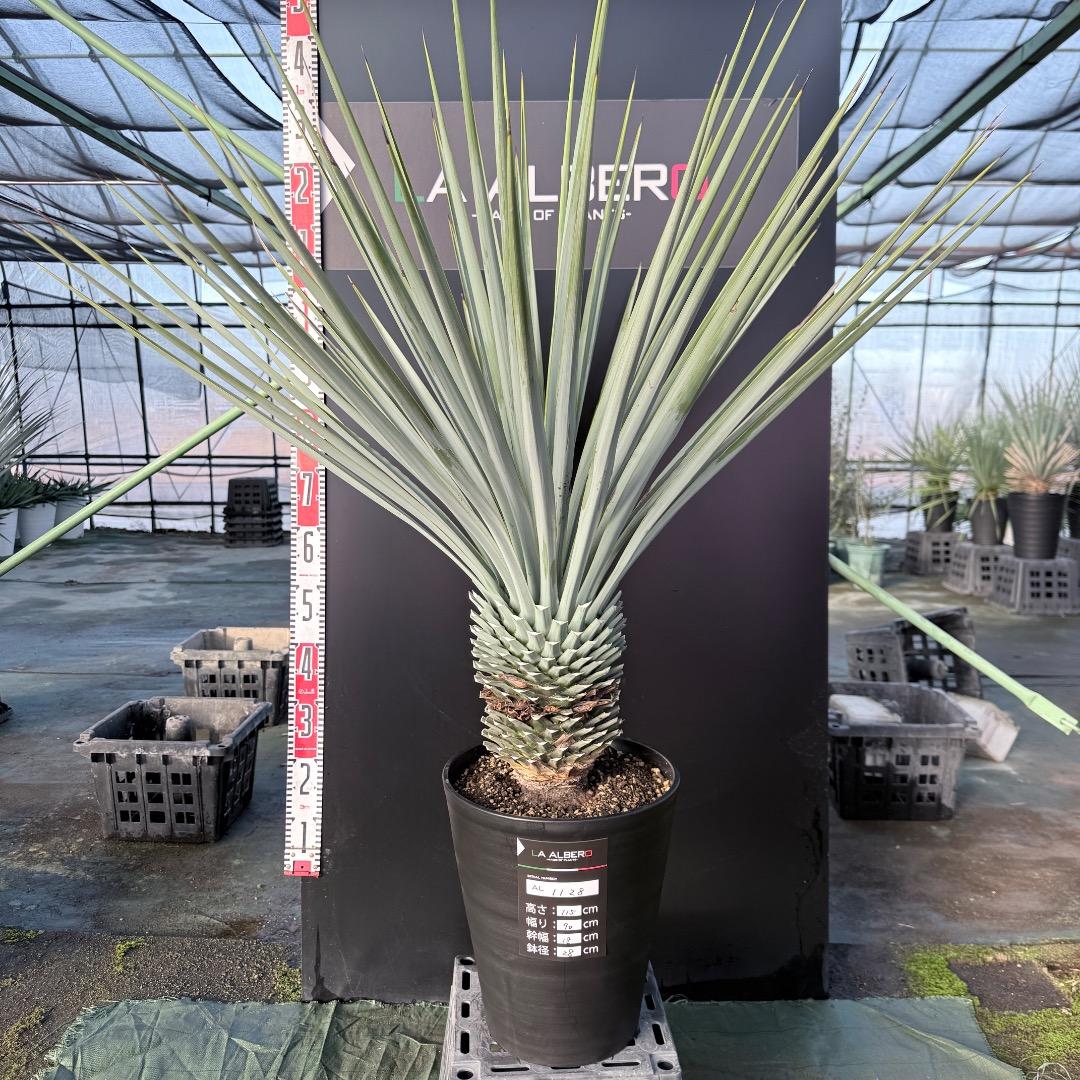 Z*Z様 【AL1128】ユッカ　リギダ