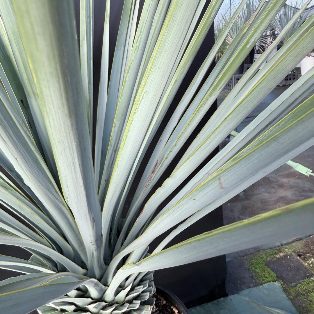 Z*Z様 【AL1128】ユッカ　リギダ