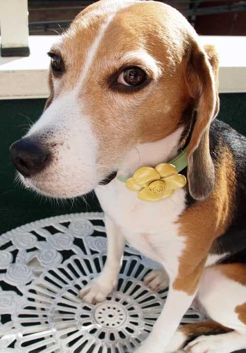 大型犬　フラワー付き高級本革カラーとリードセット　38ｃｍ～46ｃｍ