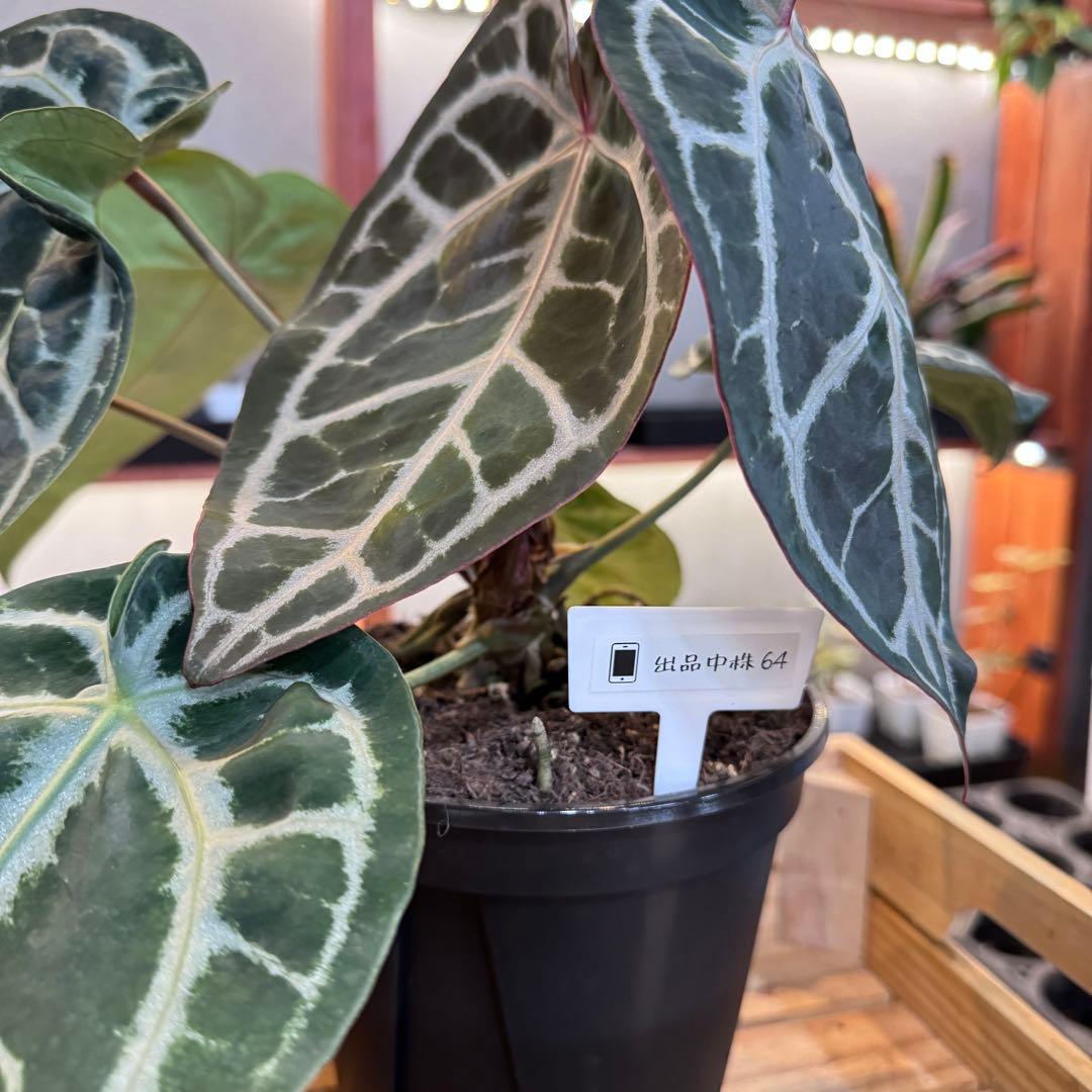 バ*ん様 64 S&P アンスリウム　純系　ピンクレモネード　親株放出　オリジナ