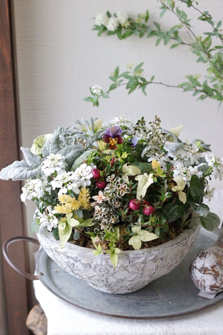 イベリスとカラーリーフのエレガントな春寄せ植え