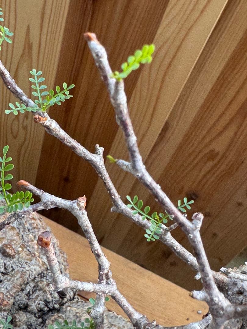 bon　【ベアルート芽吹きあり未発根】オペルクリカリアパキプス