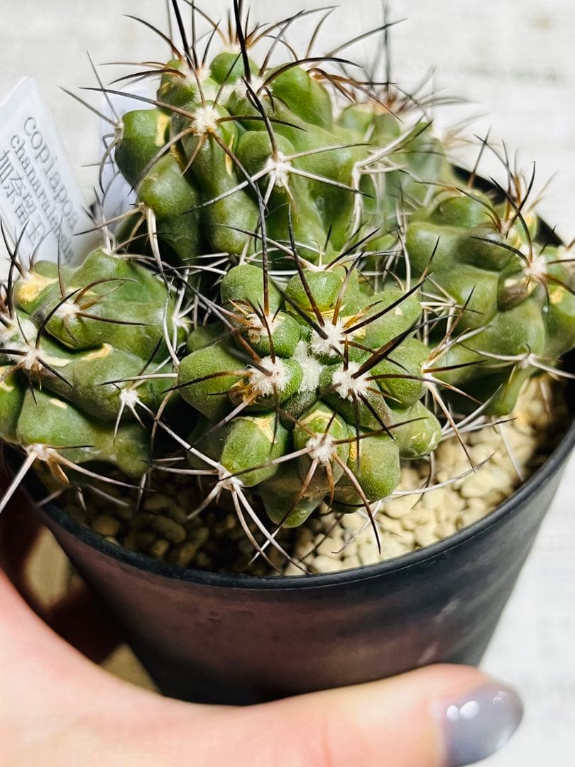 rollys.usa ✨黒棘　加奈留玉(かなるぎょく)群生　コピアポア