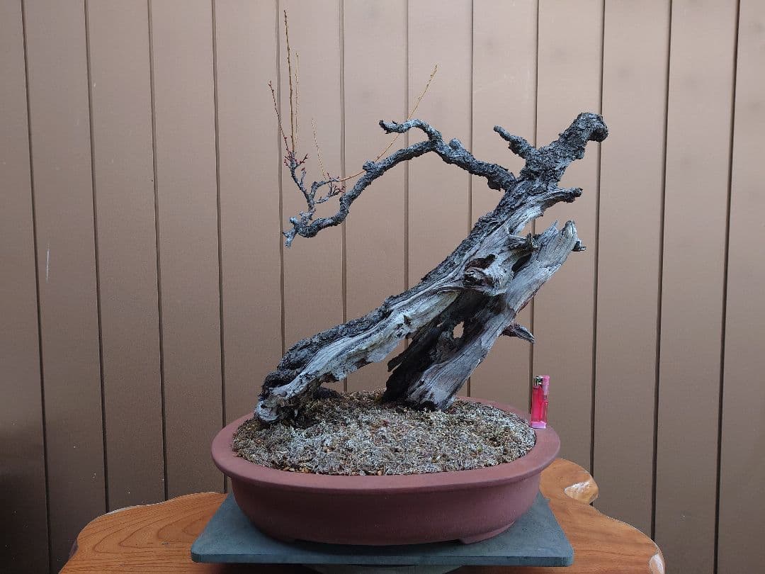 盆栽　野梅(白一重)　樹高65cm