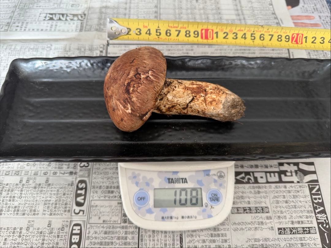 松茸　北海道　500g ①　国産