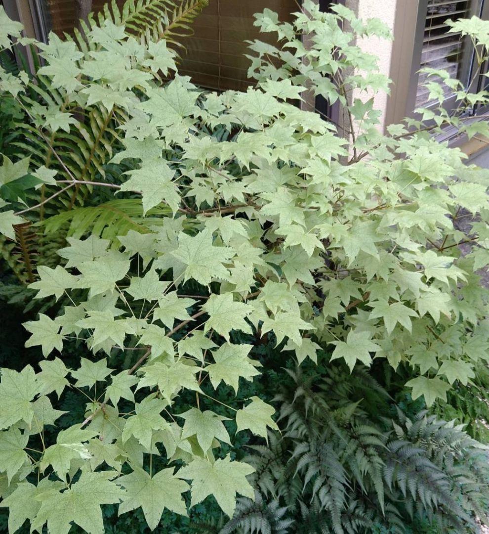 ②超希少イタヤカエデ「名栗錦」接木大苗 7号鉢全長