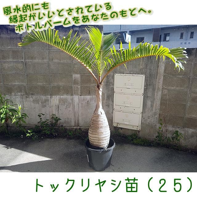 【送料別】沖縄産トックリヤシ（２５）┃人気沸騰中の徳利椰子でインテリアを楽しもう