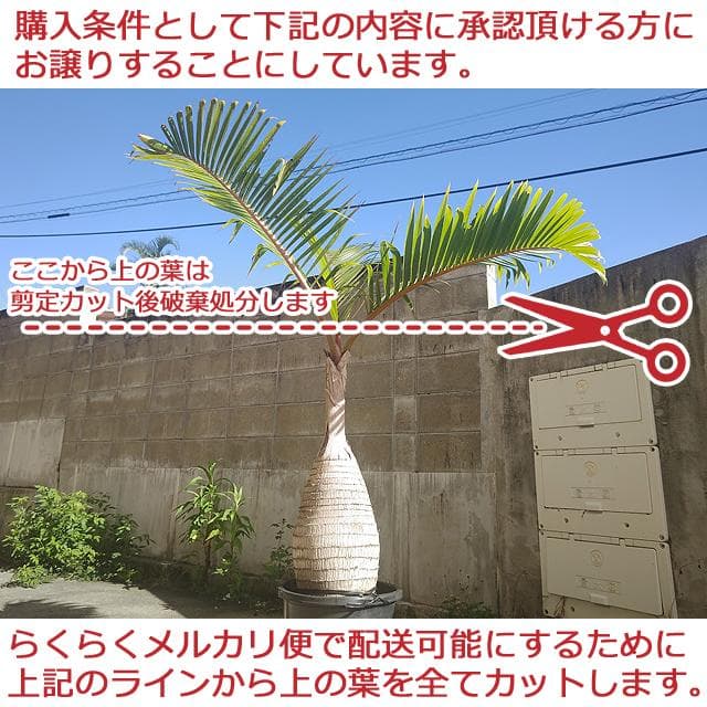 【送料別】沖縄産トックリヤシ（２５）┃人気沸騰中の徳利椰子でインテリアを楽しもう