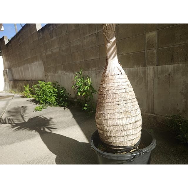 【送料別】沖縄産トックリヤシ（２５）┃人気沸騰中の徳利椰子でインテリアを楽しもう