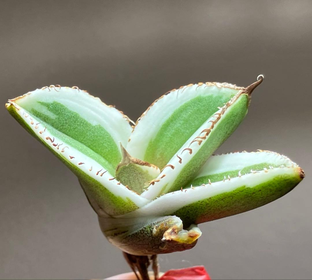 激レア【匿名配送】③ぶつぶつ　アガベ　鰐亀錦　覆輪斑　白覆輪　TC