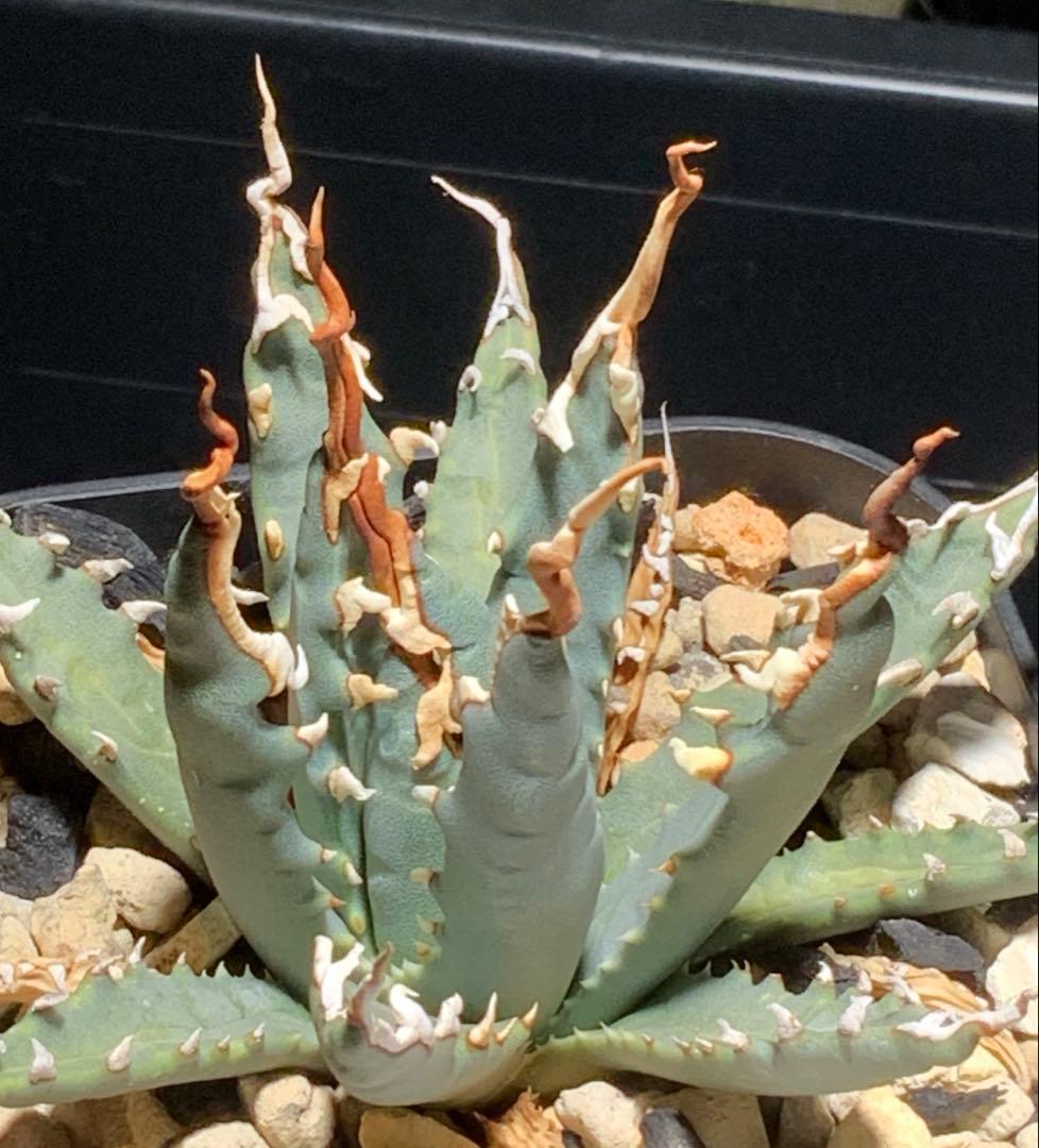 エボリスピナ 陽炎 コレクション株⑦ (極)