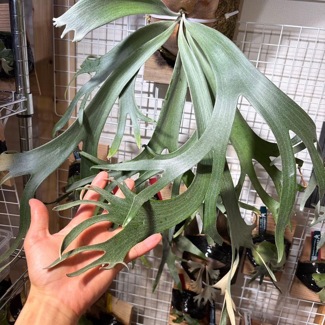 leonidas レオニダス　oc 子株　+胞子