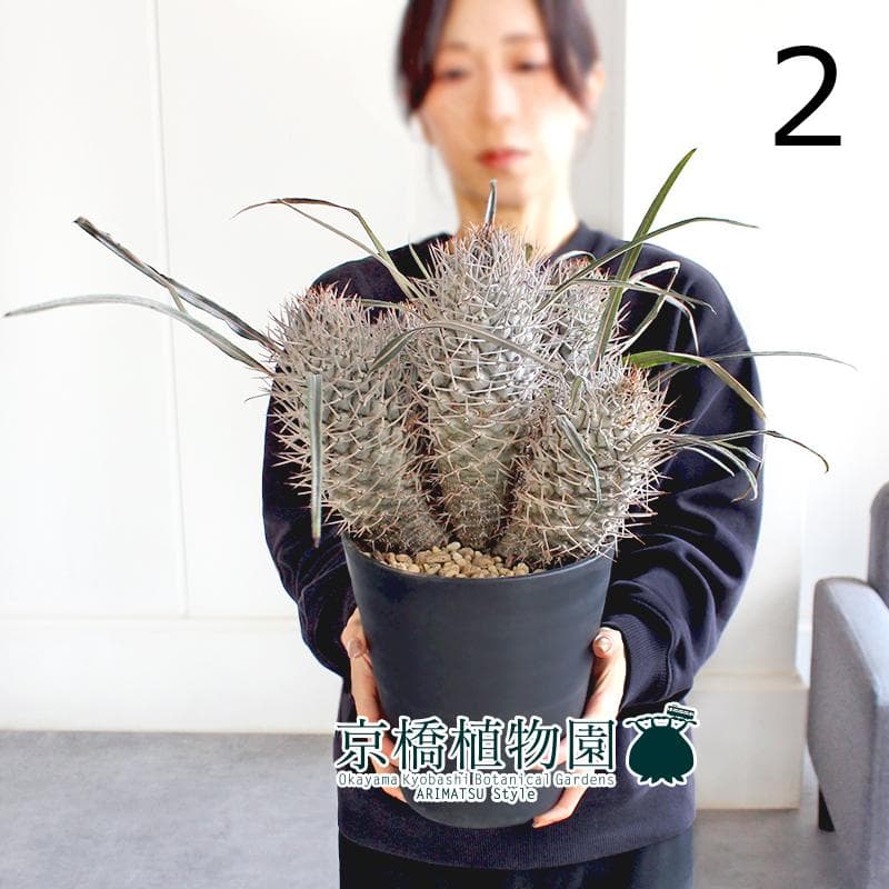 【現品】パキポディウム・ゲアイー　多頭　6号　黒鉢（2）