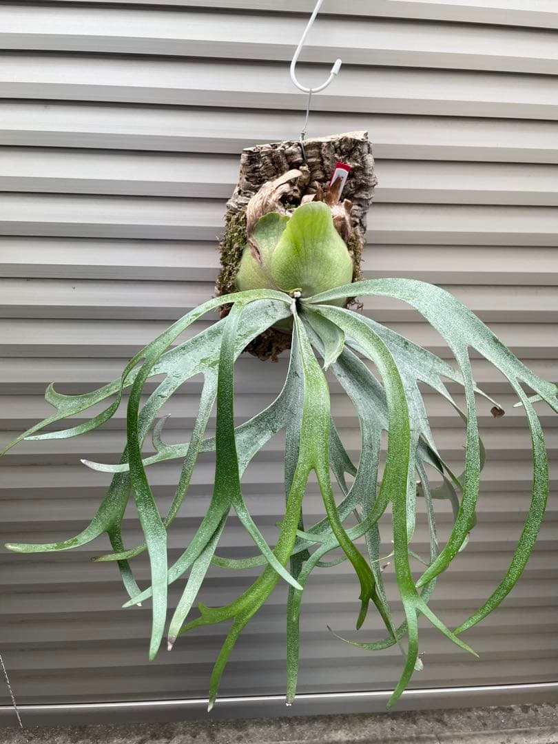 タグ付親株(^^) P. Willinckii ‘Moonlight’ (vp)