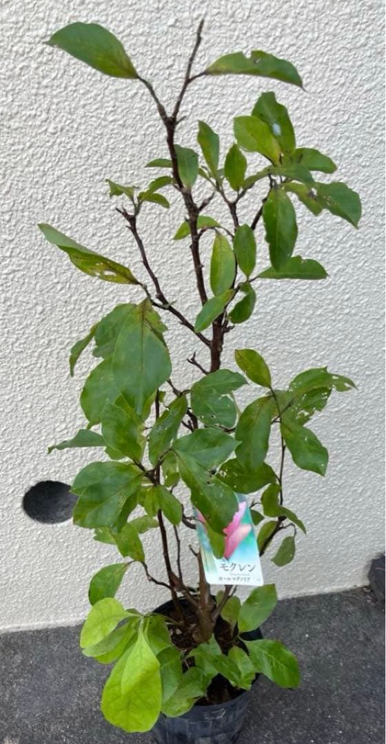 モクレン　ガールマグノリア4年生　毎年開花 約90㌢宅急便