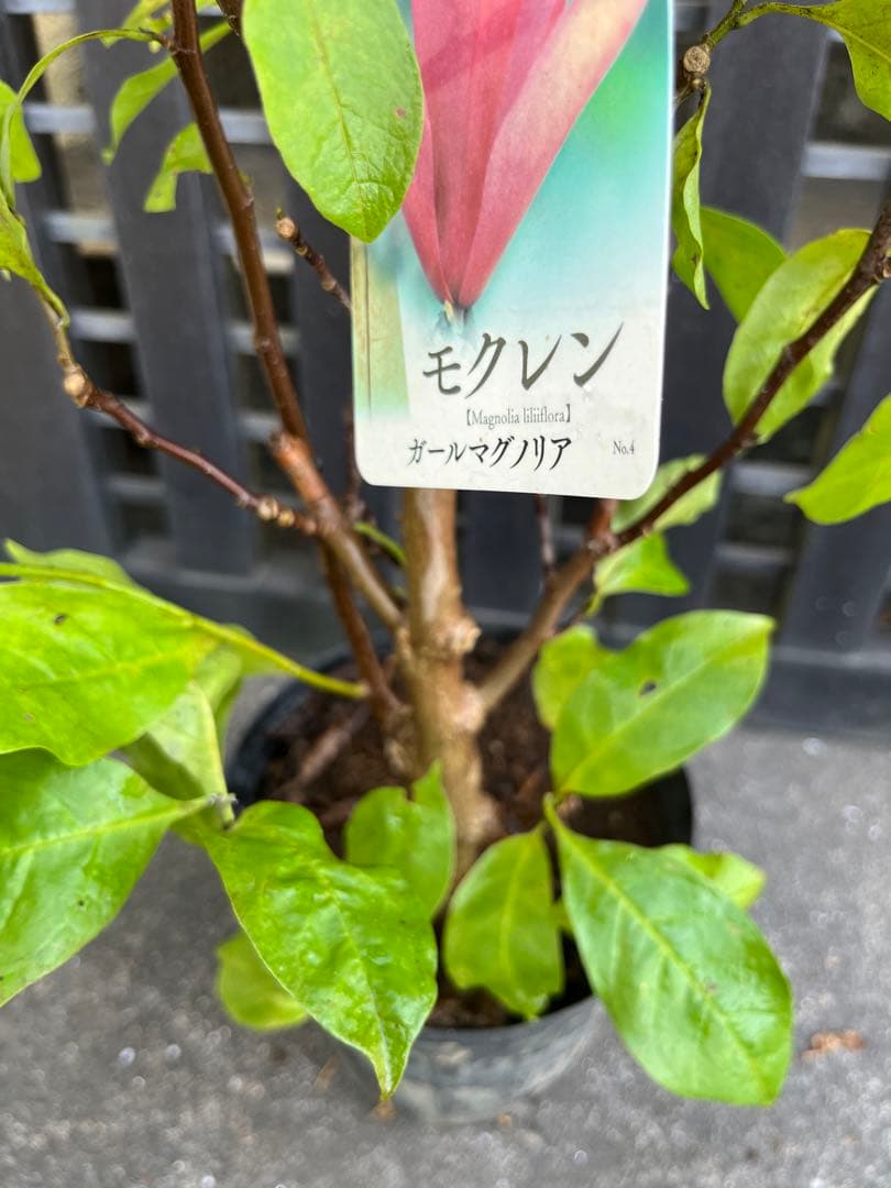 モクレン　ガールマグノリア4年生　毎年開花 約90㌢宅急便