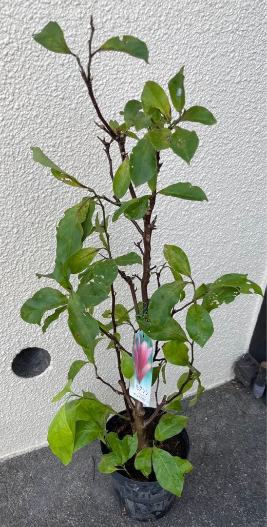 モクレン　ガールマグノリア4年生　毎年開花 約90㌢宅急便