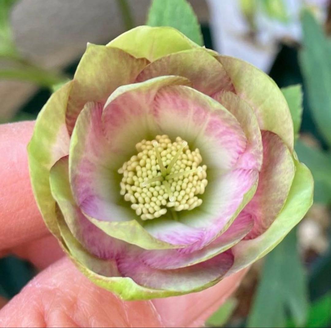 ■かすり桜利休風■ 今季株分け クリスマスローズ