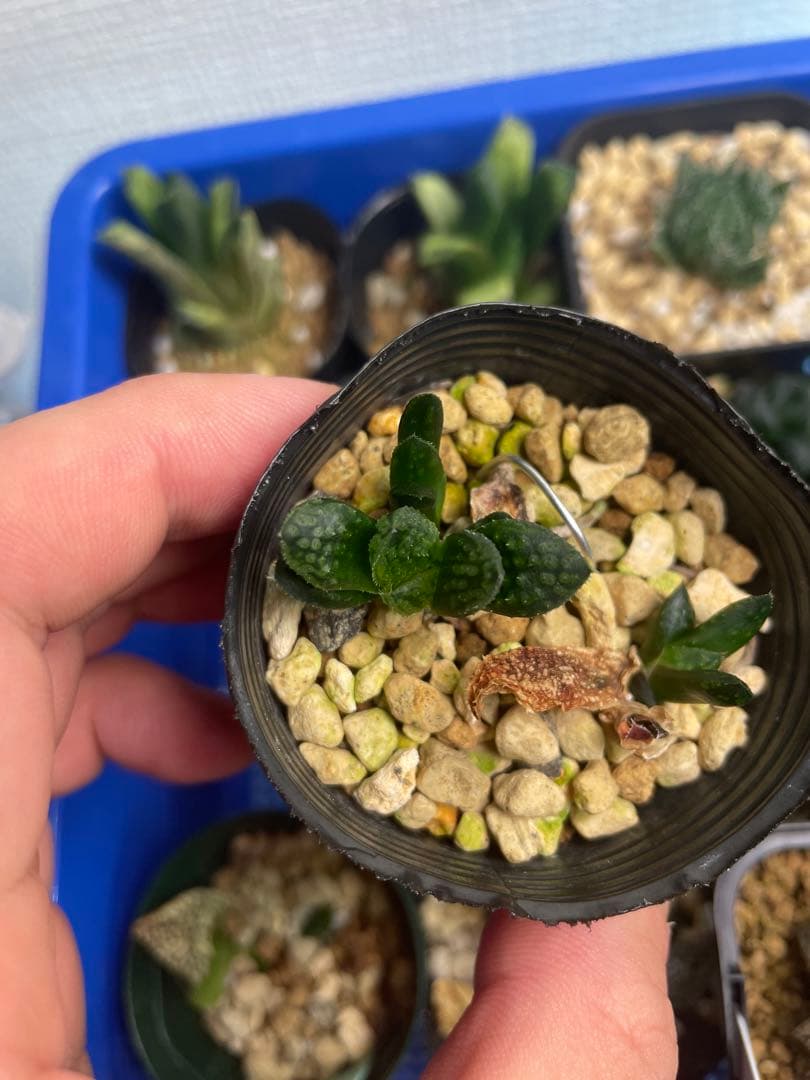 闇の森　繁殖苗　一番大きい苗1本　ネコポス