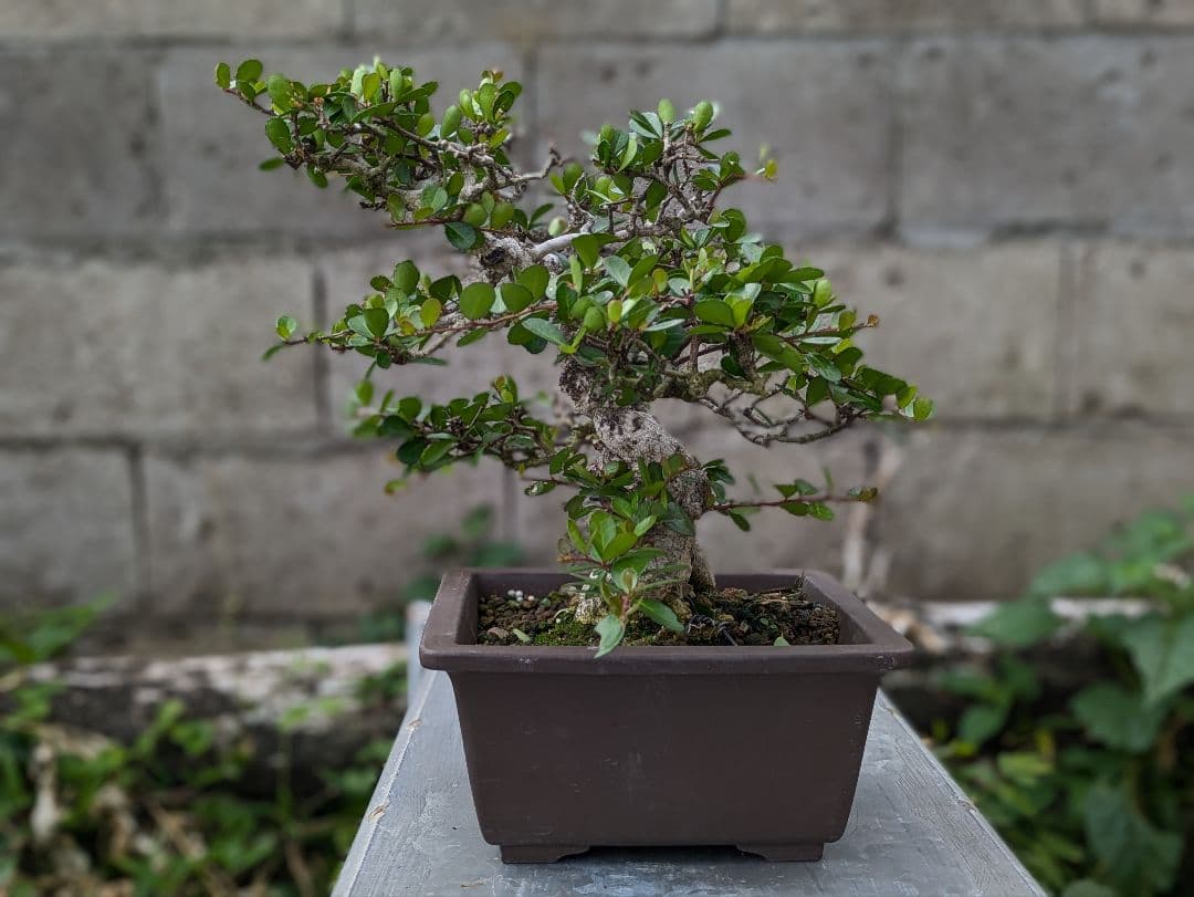 ハリツルマサキ盆栽
