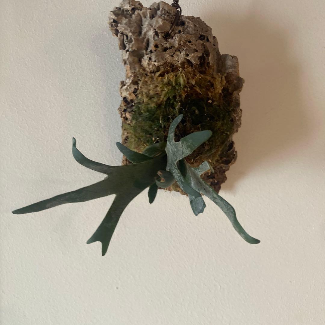 P.Willinckii Bacteria sporelingウイリンキー