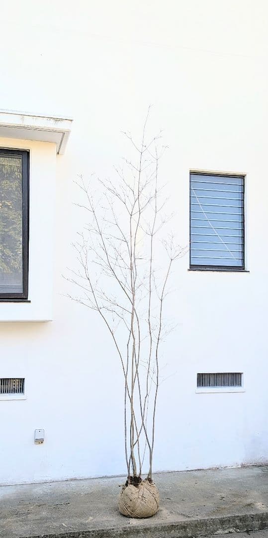 特大。至極。山採りドウダンツツジ。