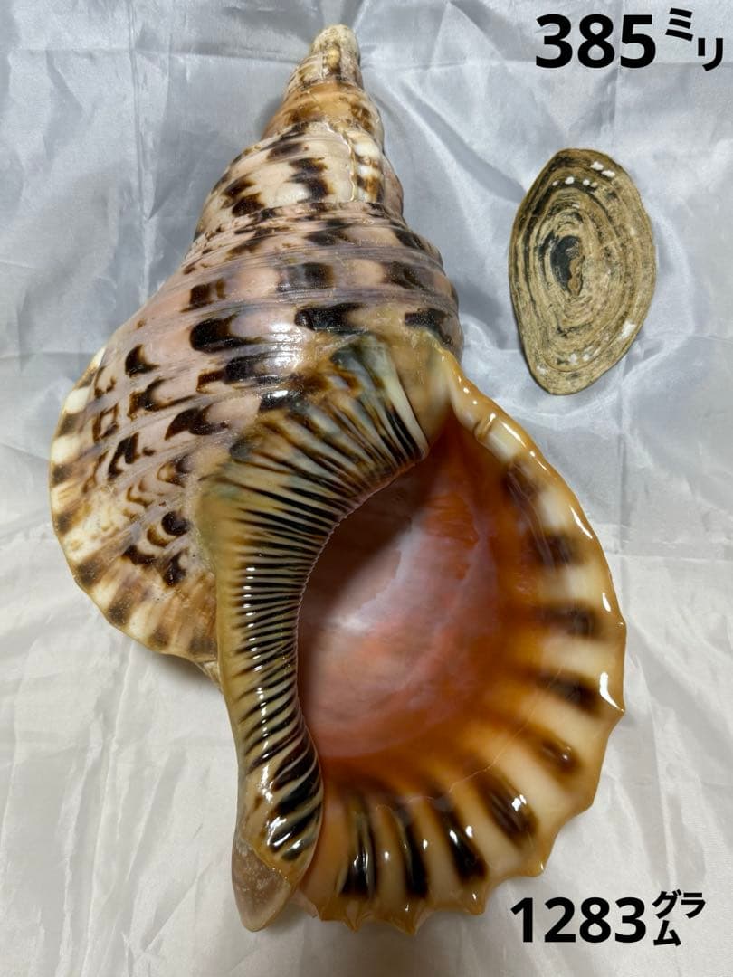 貝殻(沖縄の青い海の宝) ホラ貝蓋付