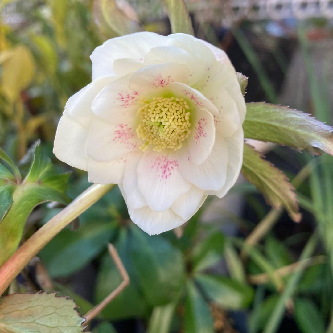 クリスマスローズ　小輪白ピンクスポット　ダブル　株分け前提