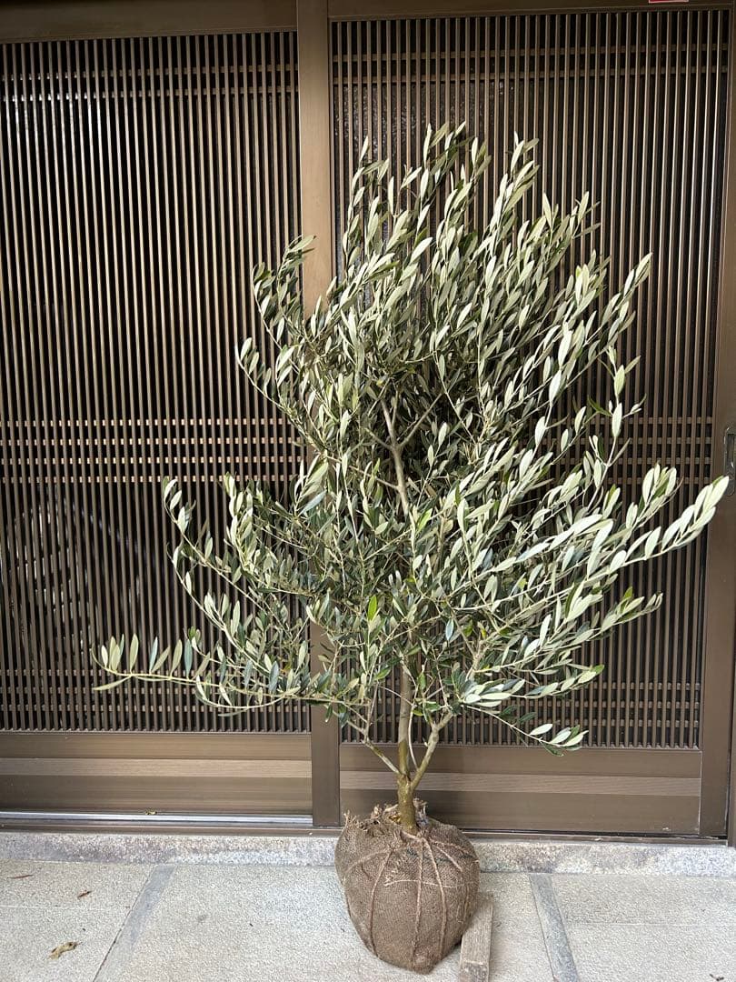 オリーブの木　ミッション　ボリューム株