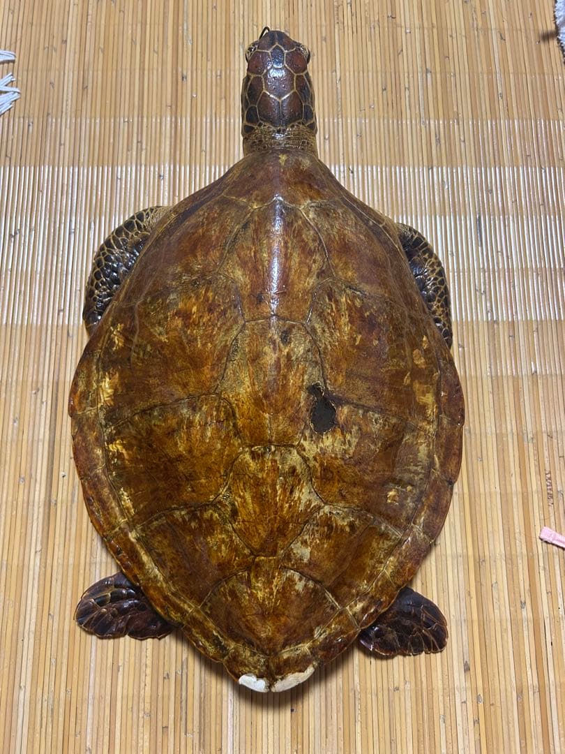 ウミガメ剥製　国際希少野生動植物種登録票有