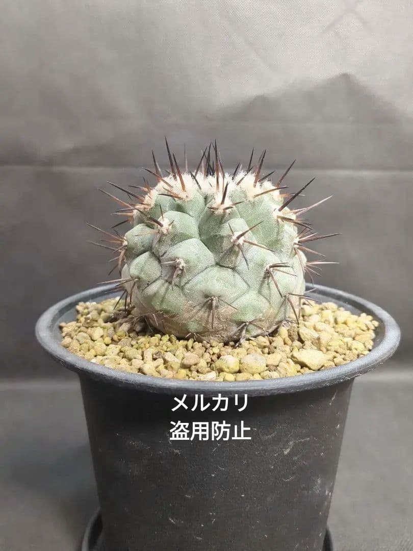 Copiapoa　コピアポア シネレア　黒王丸　美株