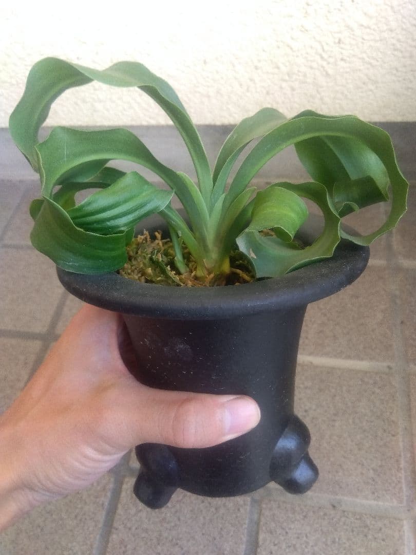 万年青　オモト　獅子　4.5号陶器鉢つき　子株つき❗　い