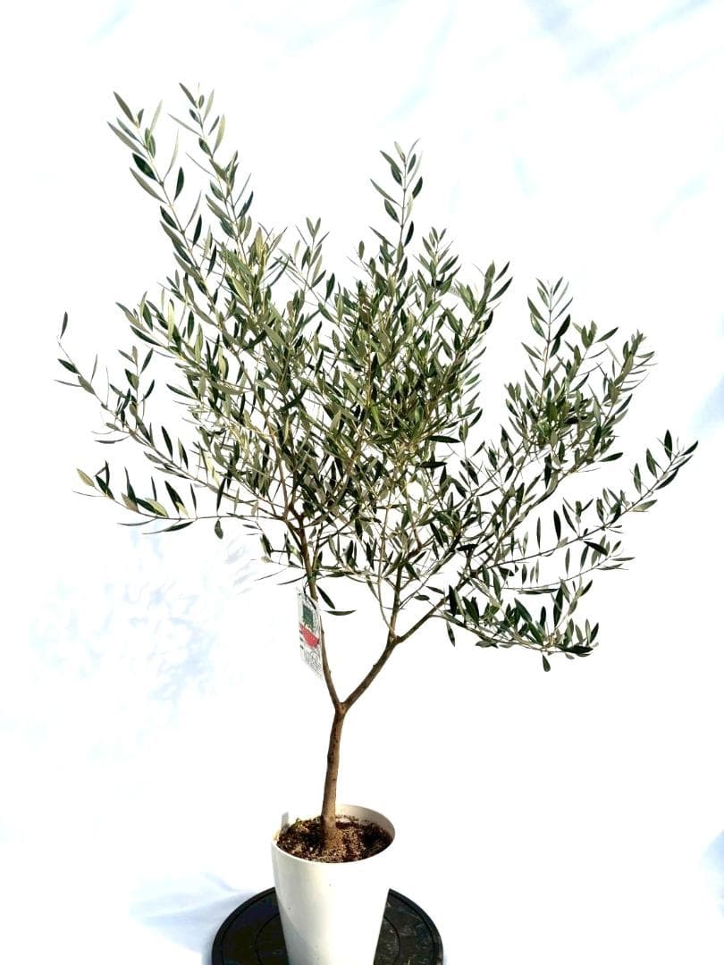 オリーブの木　ホジブランコ　7号　約135cm　NO.704　人気品種　現品掲載