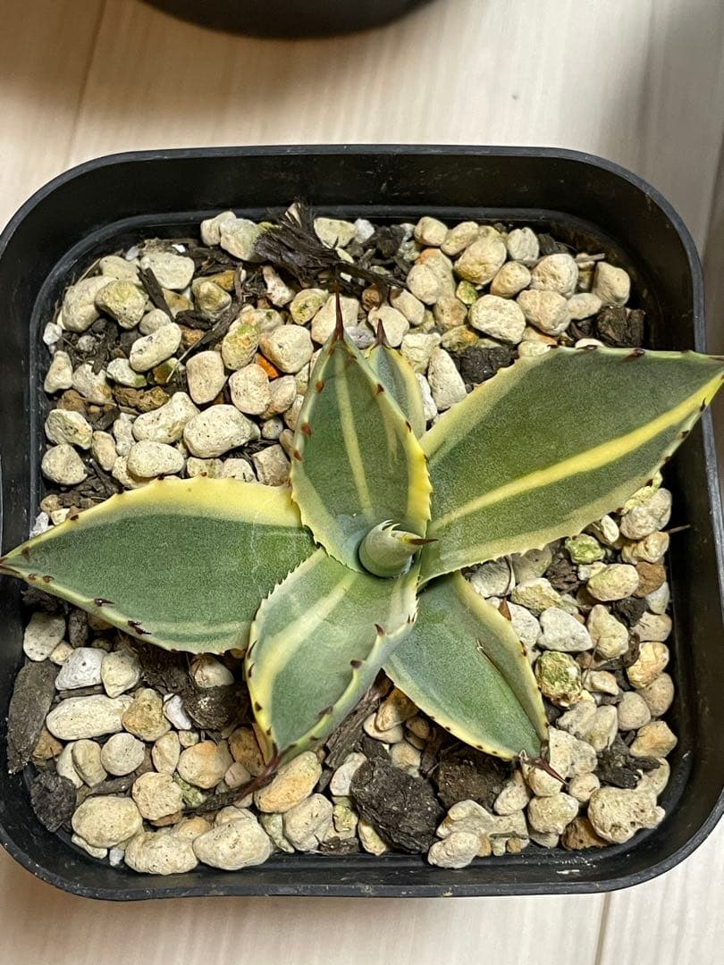 アガベ パリー ラッキーストライプ 検) トランカータ 縞斑 オリザバ 吉祥天