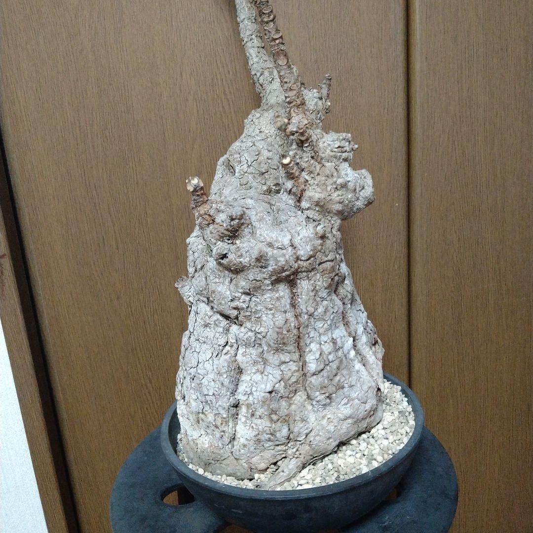 ▲現地球 大株 希少 Firmiana colorataファルミアナ コロラータ