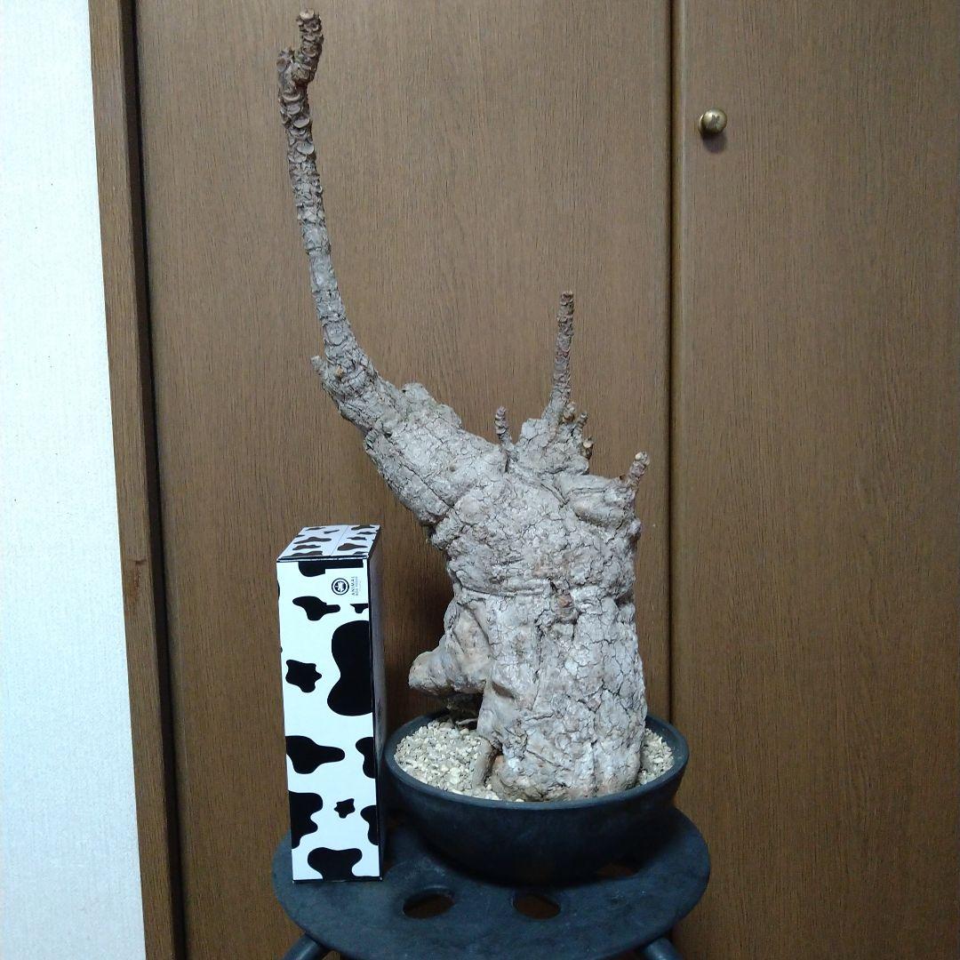 ▲現地球 大株 希少 Firmiana colorataファルミアナ コロラータ