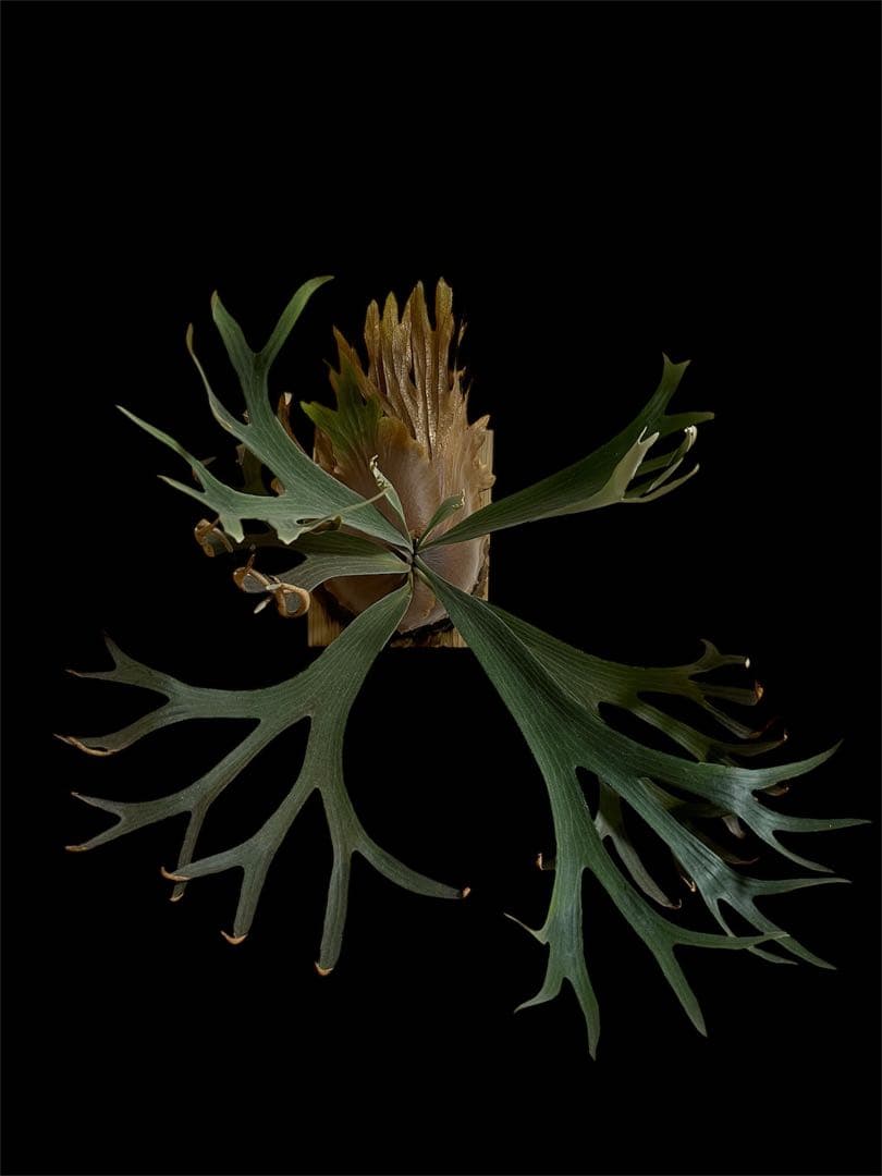 P.White Hawk ビカクシダ　大株