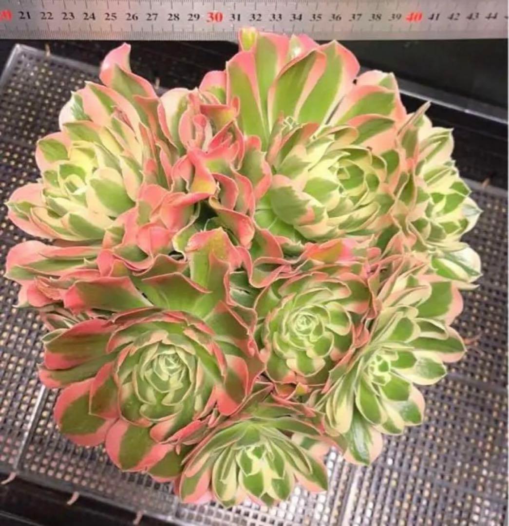 51#多肉植物❤️アエオニウム錦❤️ 白鳳錦 ❤️9頭25cm拔き苗