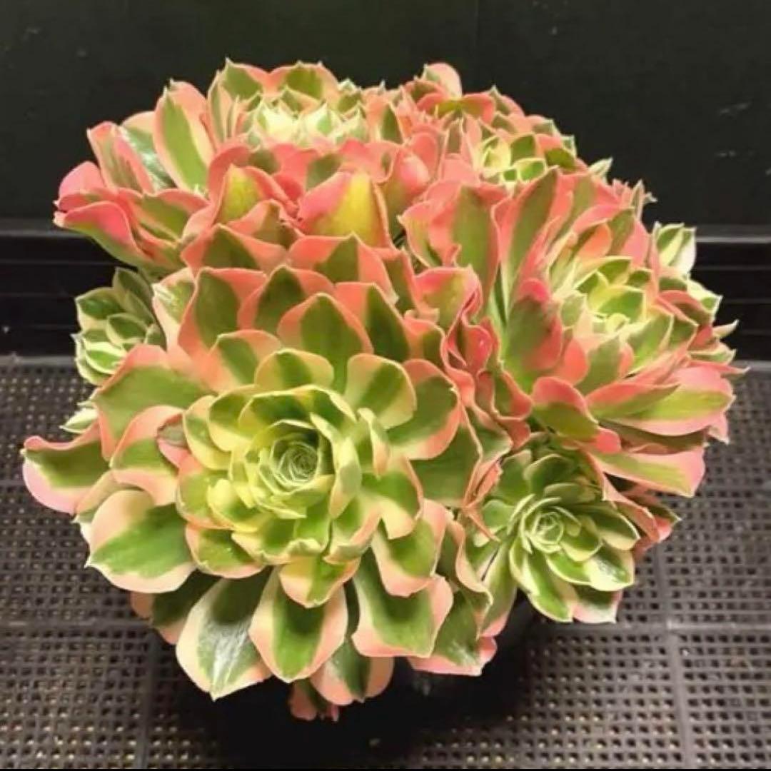 51#多肉植物❤️アエオニウム錦❤️ 白鳳錦 ❤️9頭25cm拔き苗