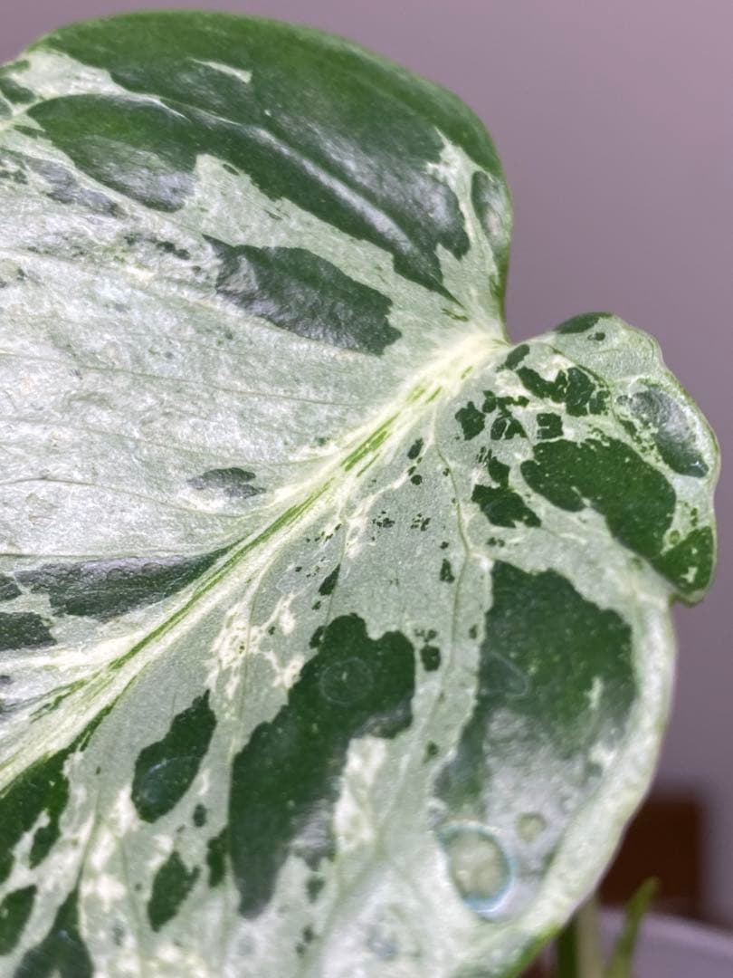 ル*ル様 【超美苗‼️】モンステラ　デリシオーサ　ベトシオーサ　バルバソー　フシ