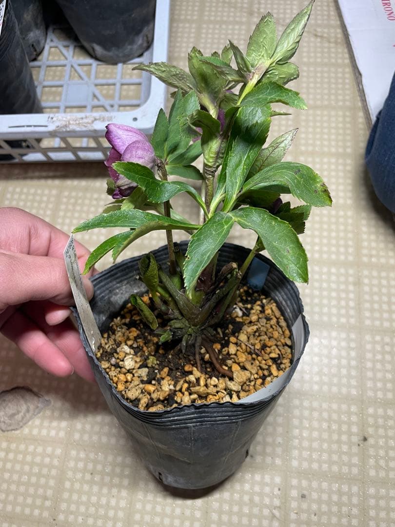 加藤農園 グロスディープレッド セミダブル クリスマスローズ