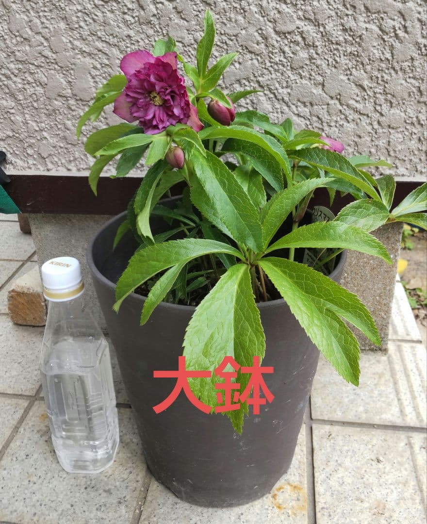 今日迄のお買い得 多弁クリスマスローズ更に値下げしました。