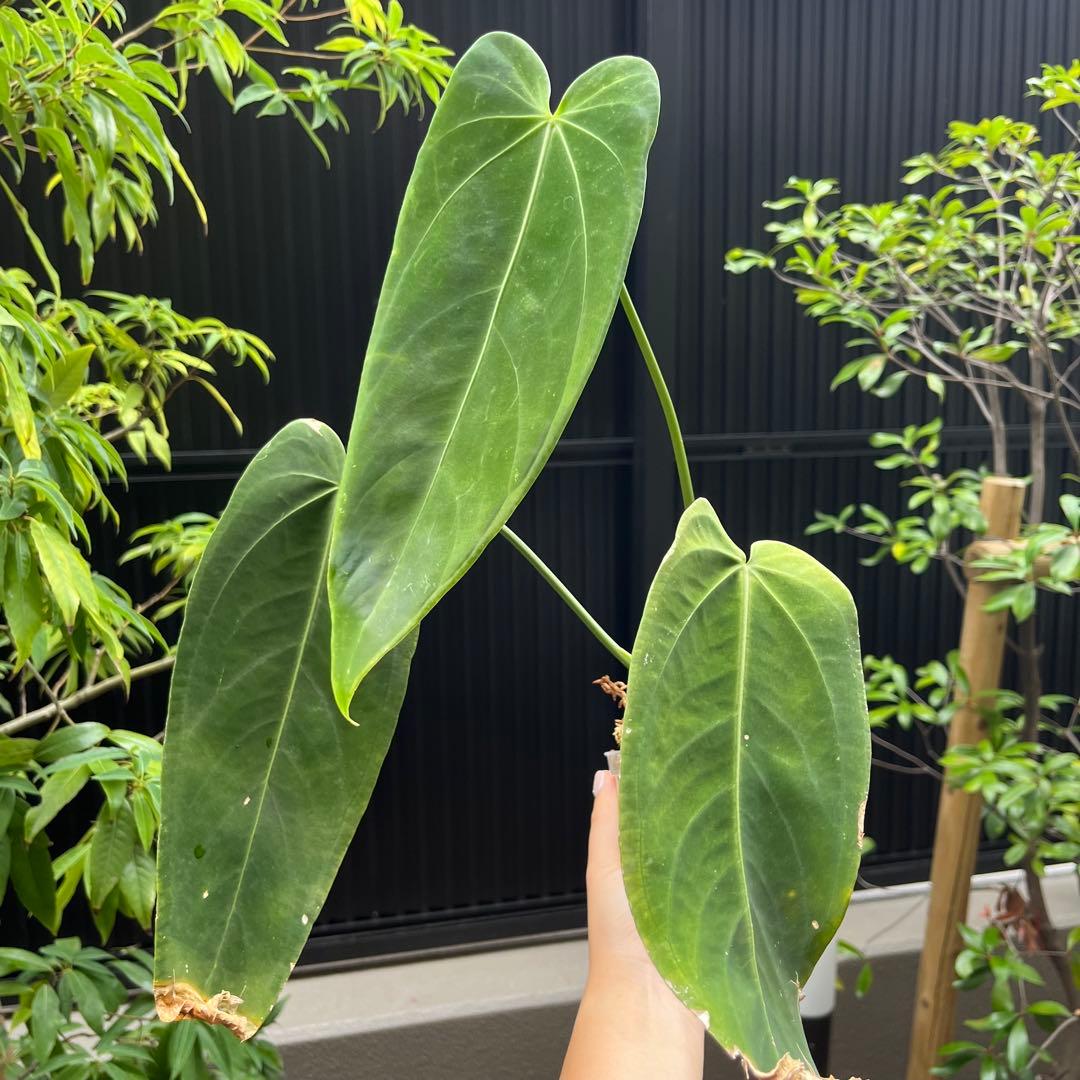 148 ワロクアーナムエスメラレルダ　アンスリウム　Anthurium