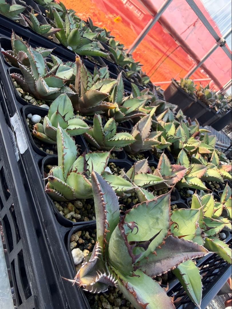 うちこ　50株まとめ売り　アガベ実生