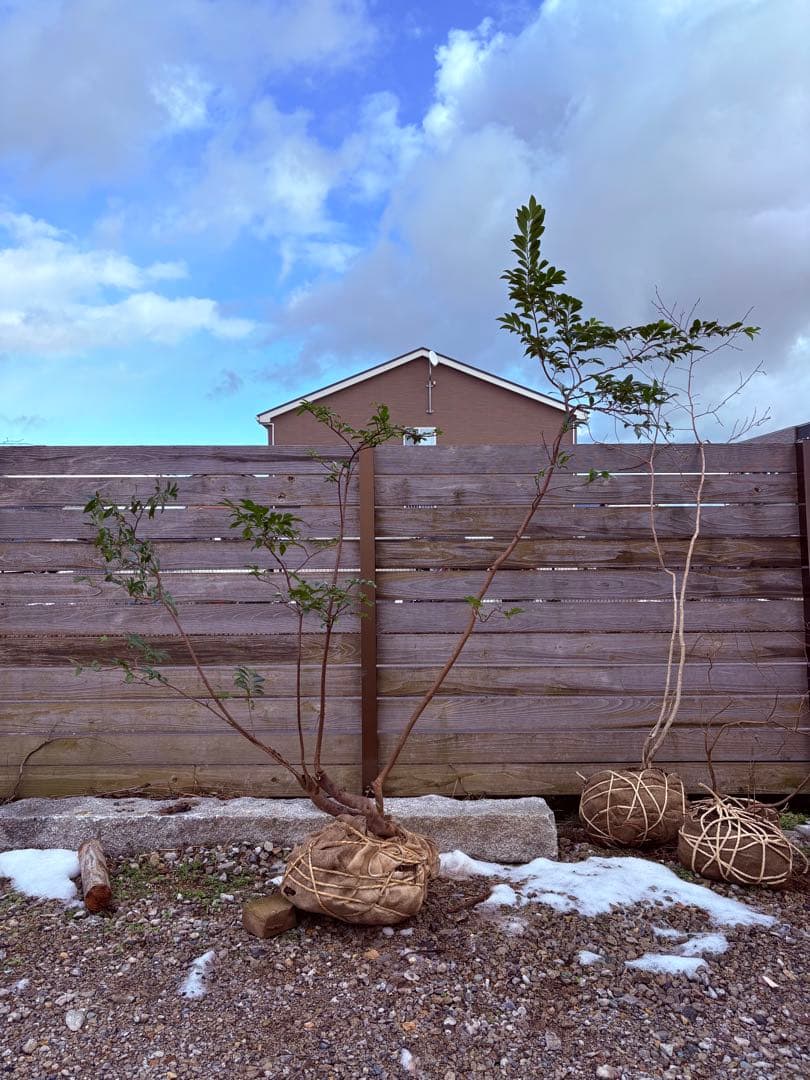55 天然山採り　ヒサカキ