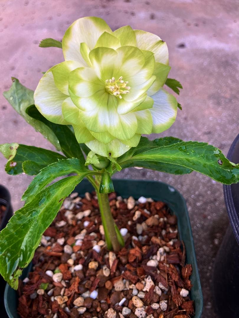 格安スタート　クリスマスローズ　ハート利休