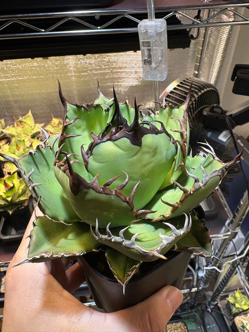 アガベ　実生株　わしゃわしゃ系　黒棘