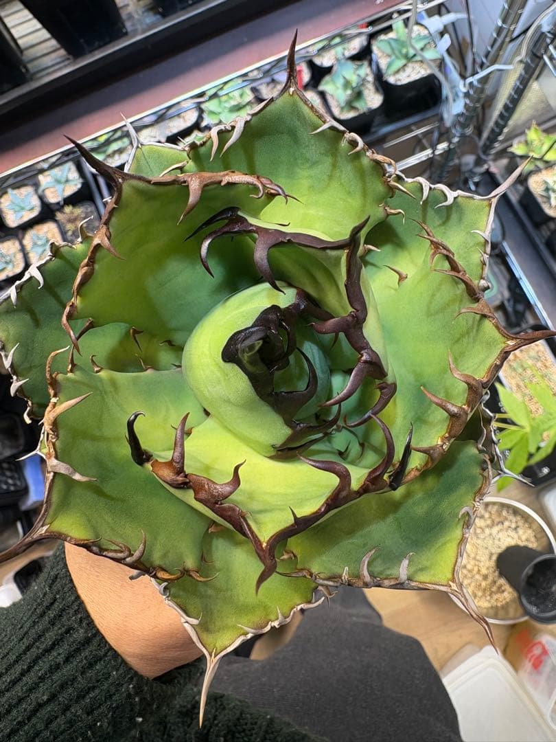 アガベ　実生株　わしゃわしゃ系　黒棘