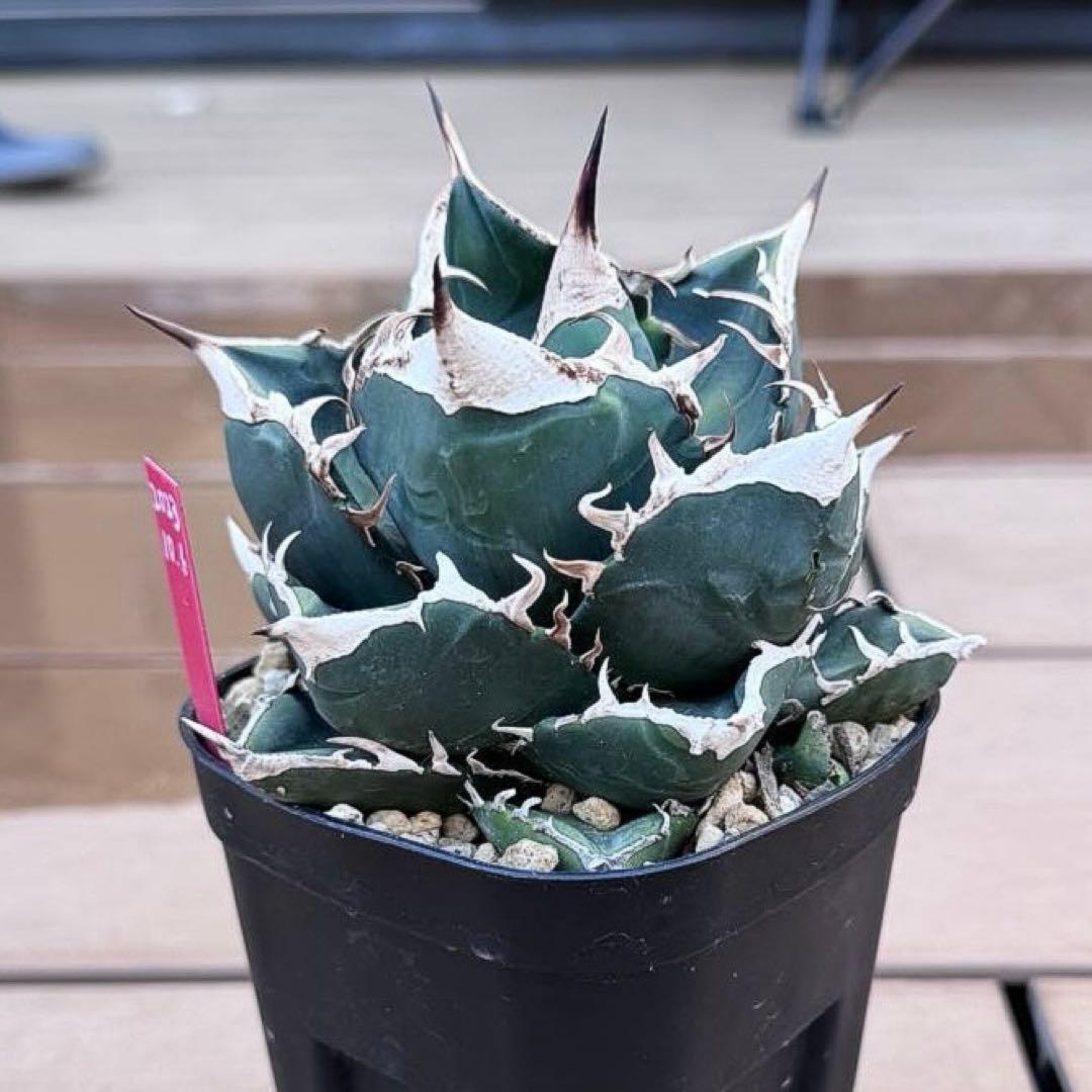 親株出品 SAD 南アフリカダイヤモンド 子株二つ付き アガベ 検)大白鯊